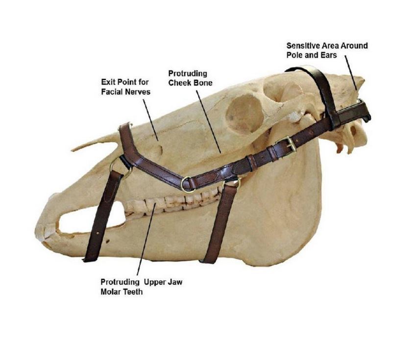 TESTIERA MIKLEM MULTIBRIDLE HORSEWARE - Selleria gianoli